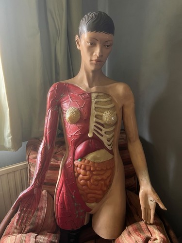 Vintage illuminated anatomical - illuminated,