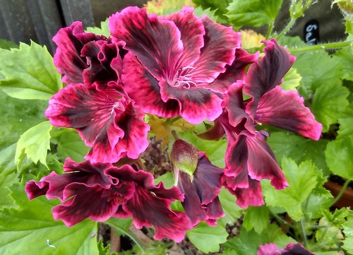 Pelargonium rimfire - pelargonium, “rimfire”