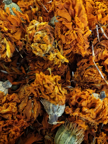 French marigold flowers whole - marigold,