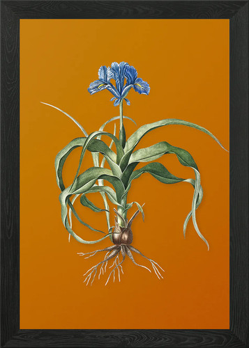 Vintage iris scorpiodes framed - vintage,