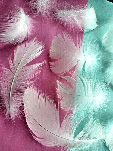 White swan feathers wild - swan,