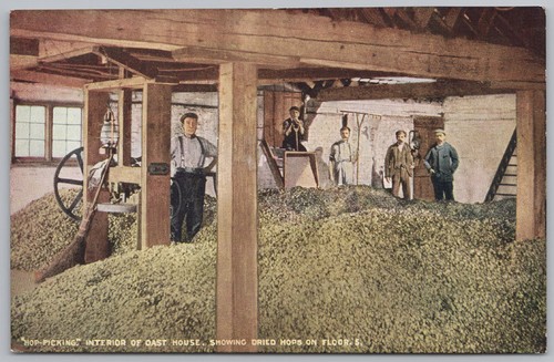 Hop picking interior - picking, an