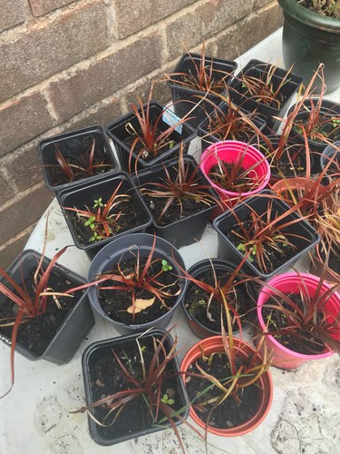 Uncinia rubra plants - 5,