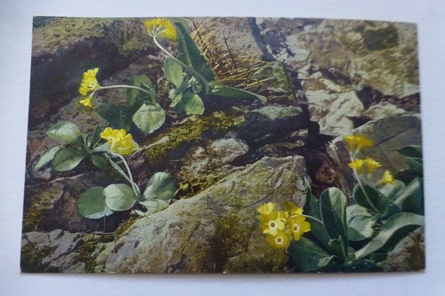 I160 primula auricula - i160,