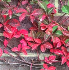 Garden Cottage  virginia creeper Vine In 9cm Pot