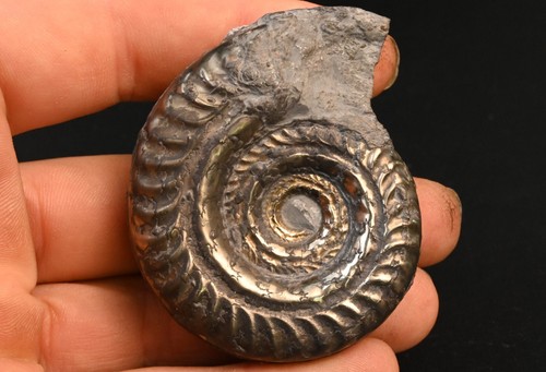 Pyritized ammonite hildoceras - pyritized,