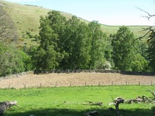 Photo 6x4 Birches at
