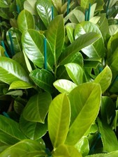20 CHERRY LAUREL PLANTS