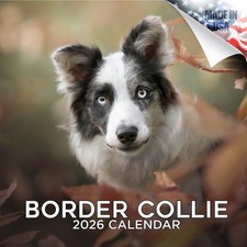 Border Collie Dog Breed