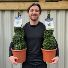 Buxus Spiral | Buxus