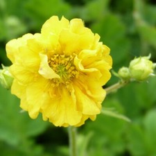 Geum Sunrise 1 Litre Hardy
