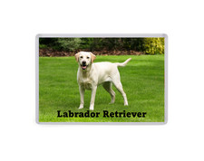 Labrador Retriever - Dog Large