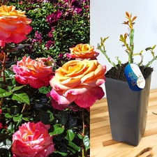 English Bush Rose Flower Garden Plant in 2L Pot Hardy Shrub Large Fragrant Bloom