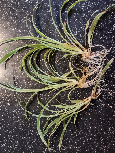 Spider plants bare root - 3x,