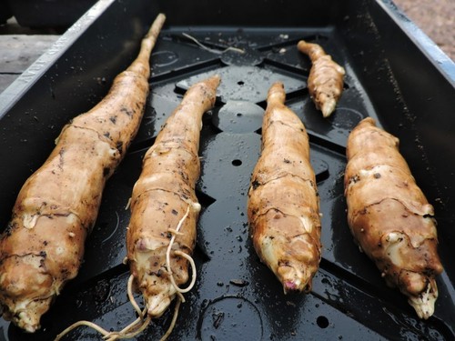 Jerusalem artichoke chinese - jerusalem,