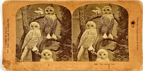 1870 stereoview snowy owls - stereoview,