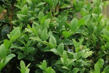 NEW BUXUS BOX HEDGE BUSH TREE PLANT GARDEN CUTTING 2 FOR £5