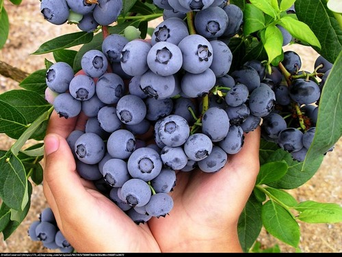 Blueberry plant vaccinium - plant, (vaccinium