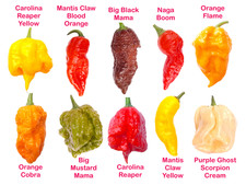 Worlds HOTTEST Chilli - 50