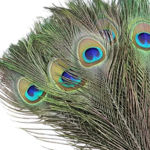 10pcs real peacock - 10pcs,