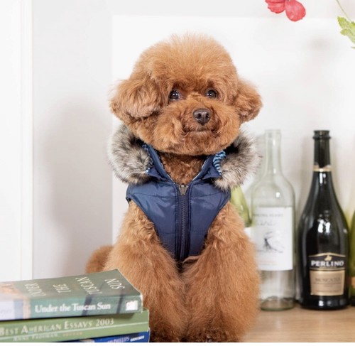Puppia coat reversible - puppia,