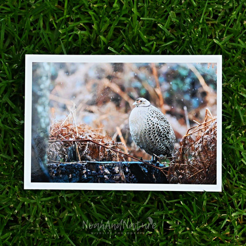 Pheasant photography print - pheasant,