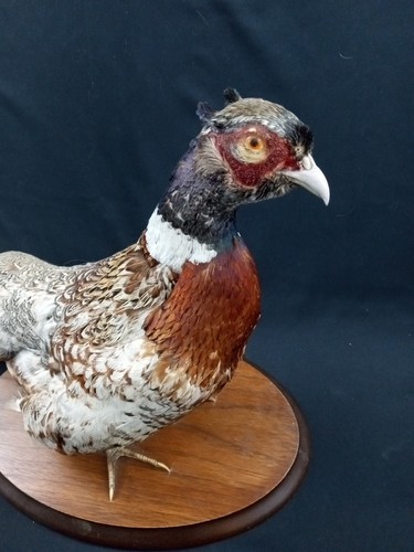 Vintage pheasant ring - pheasant, neck
