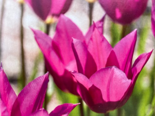 Tulip lily flower purple - flower,
