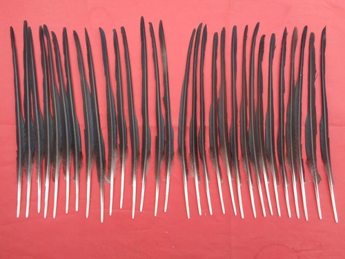 Semi stripped crow quill - semi-stripped,