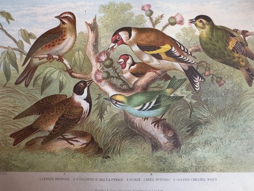 Goldfinch redpole siskin - goldfinch,