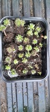 #6 Mixed Box of 22 Sempervivum
