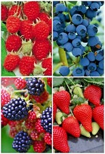 100 x BERRY SEEDS PACK - STRAWBERRY, BLACKBERRY, RASPBERRY & BLUEBERRY SEEDS