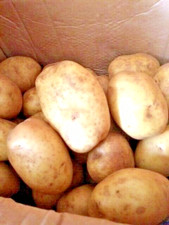 Maris Piper Potatoes (Washed) from Cornwall.