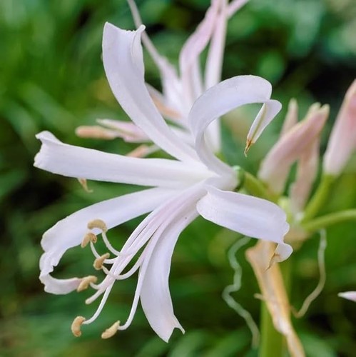 Nerine lily bulbs for home - nerine,