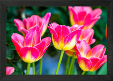 Tulip flowers Framed Wall Art