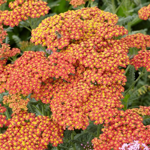 Achillea walther funcke yarrow - funcke,