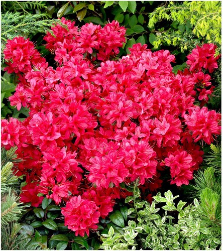 Dwarf japanese azalea - [x2],