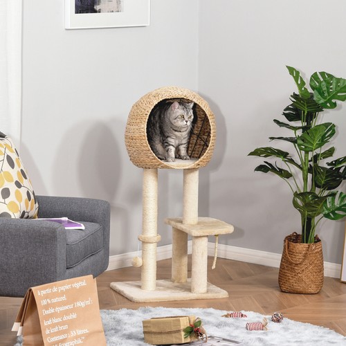 Cat tree kitten climbing - tree,