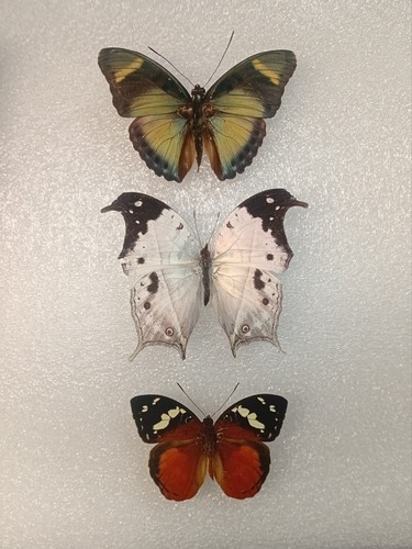 Butterfly crafting bundle - butterfly,