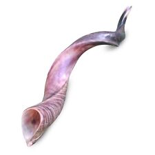 Yemenite Kudu Horn Shofar Half