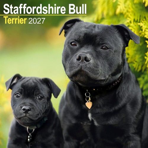 Staffordshire bull terrier - staffordshire,