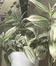 1  X  Water - Rooted  Angel