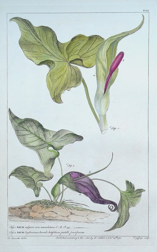 Antique botanical print - antique, arum