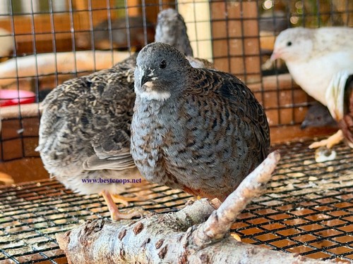 Fertile button quail - 24+,