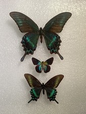 Papilio maackii Butterfly Set