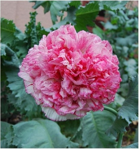 Pink poppy 6000 seeds - 6000-2g, giant