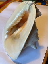 rare giant cassis cornuta shell  - collectors piece