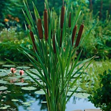 Typha Angustifolia Bullrush