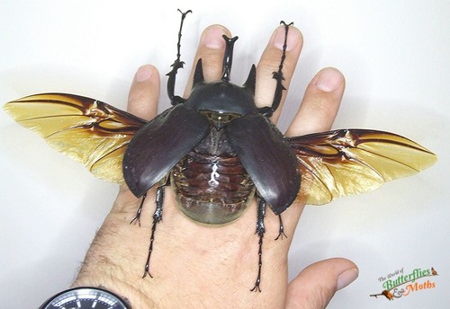 Megasoma actaeon huge beetle - actaeon,