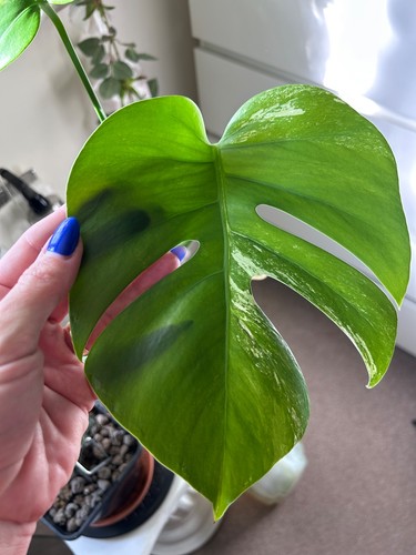 Monstera albo variegata - albo,